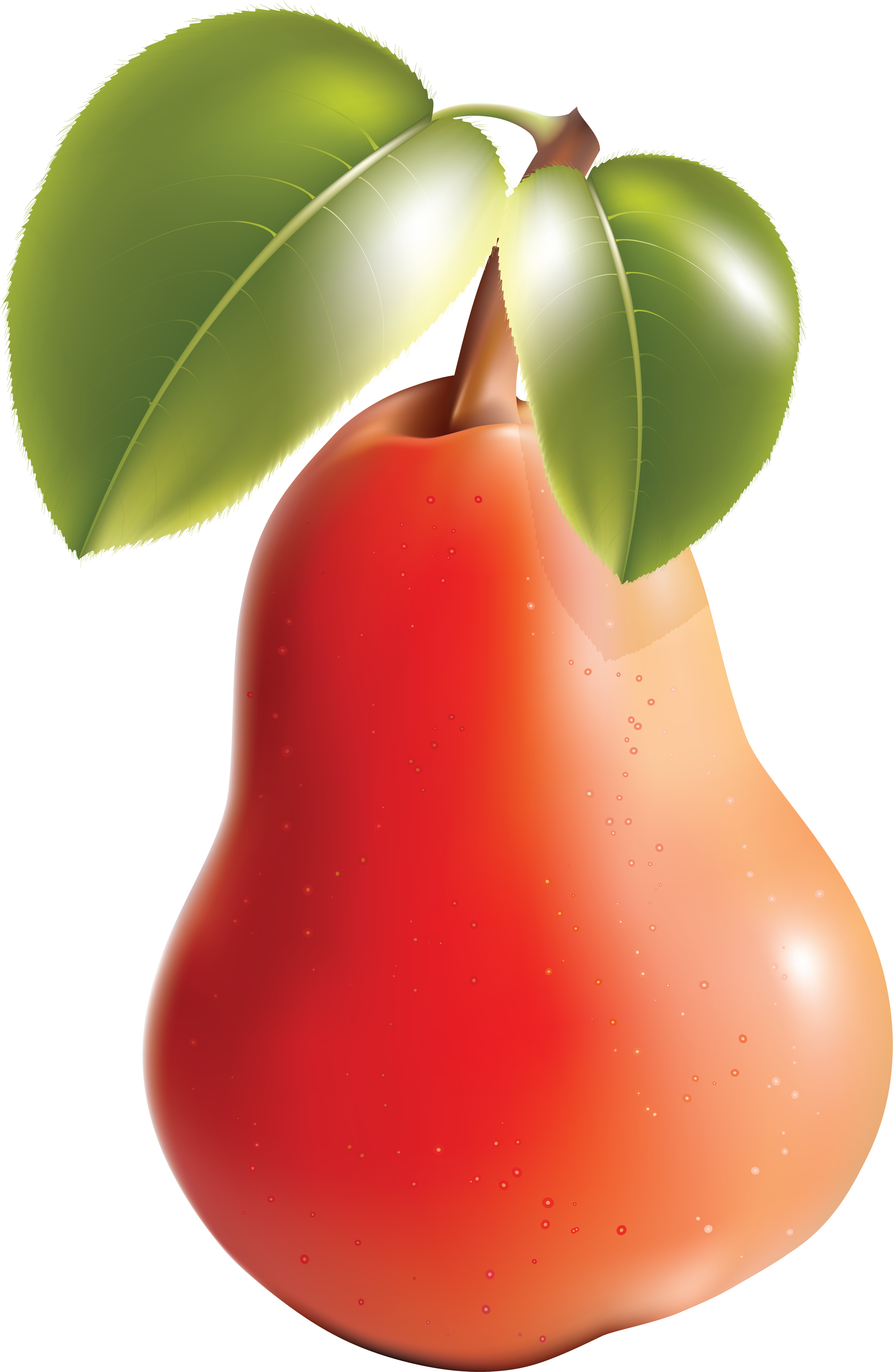 Pear Png Image - Pear And Apple Vector (2335x3584)