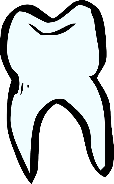 Molar Clip Art Tooth Clip Art At Clker Vector Clip - Tooth Clipart Black And White (447x720)