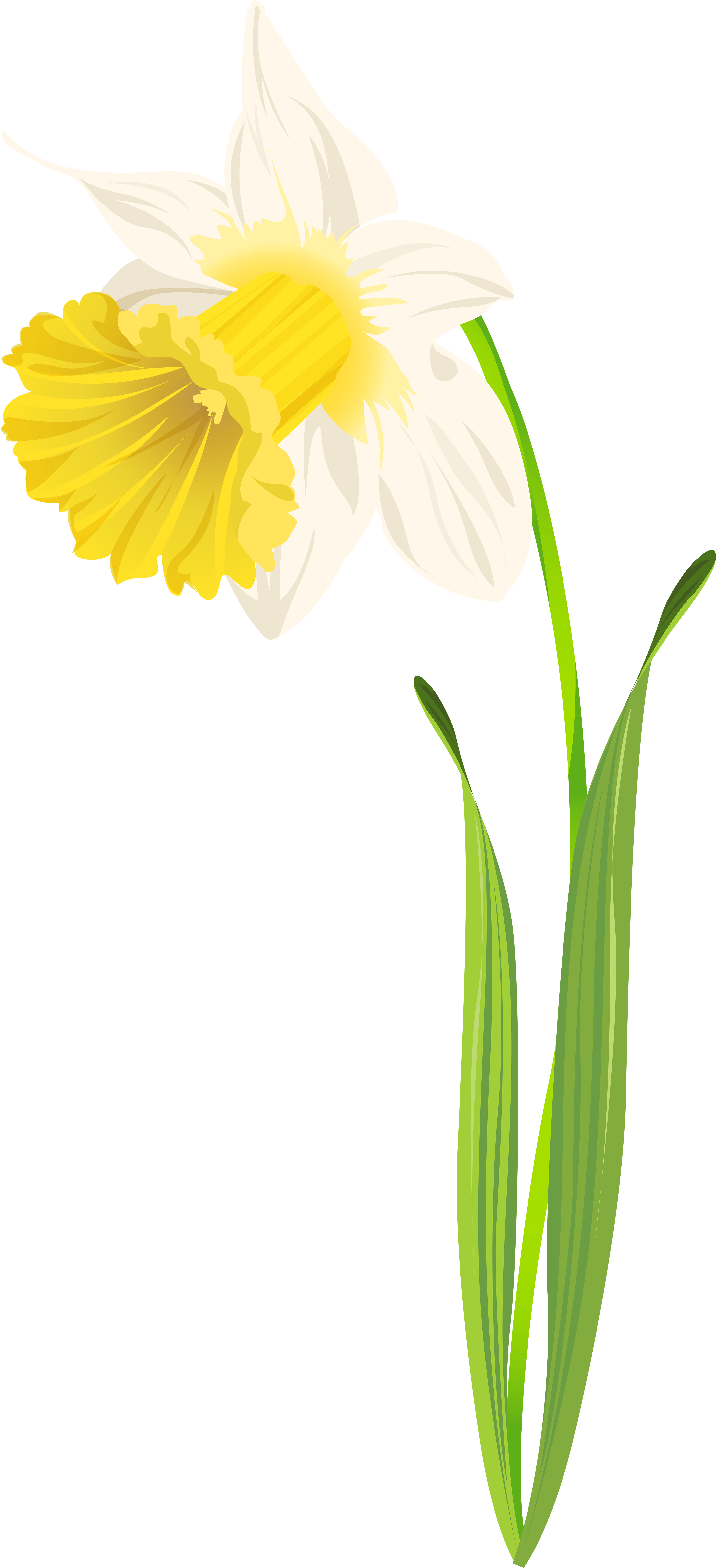 Daffodil Png Clip Art Image - Clip Art (3817x8000)