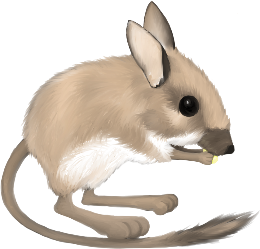 Kangaroo Rat Clipart - Desert Kangaroo Rat Clipart (900x900)