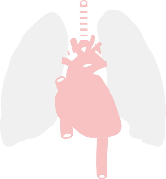 Anatomy - Clipart - Clip Art (569x613)