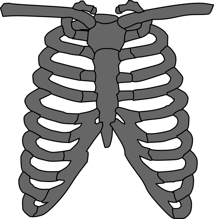 Ribcage Skeleton Clipart, Explore Pictures - Göğüs Kafesi (703x720)