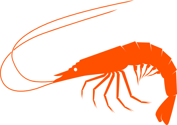Shrimp Clipart (600x426)