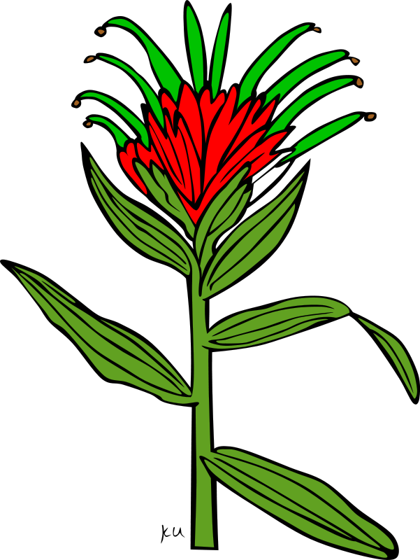 Open Clip Art - Indian Paintbrush Flower Coloring Page (601x800)