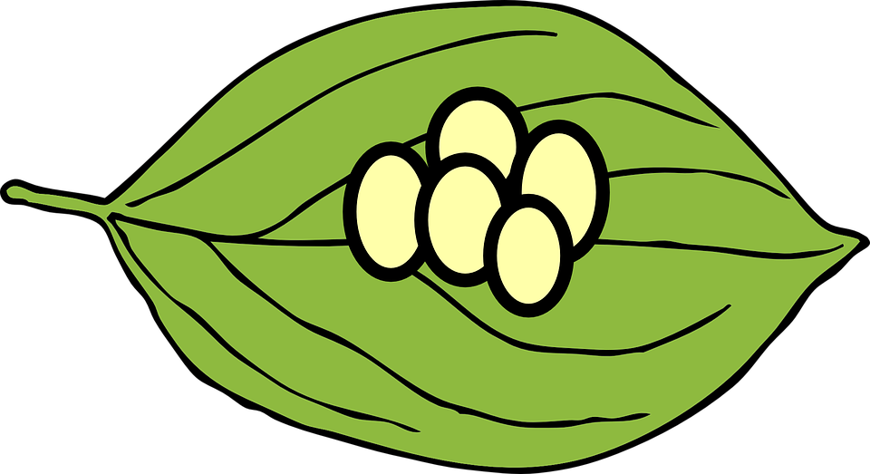 Clip Art Of Butterfly Eggs On Leaves - Butterfly Egg On Leaf (960x523)