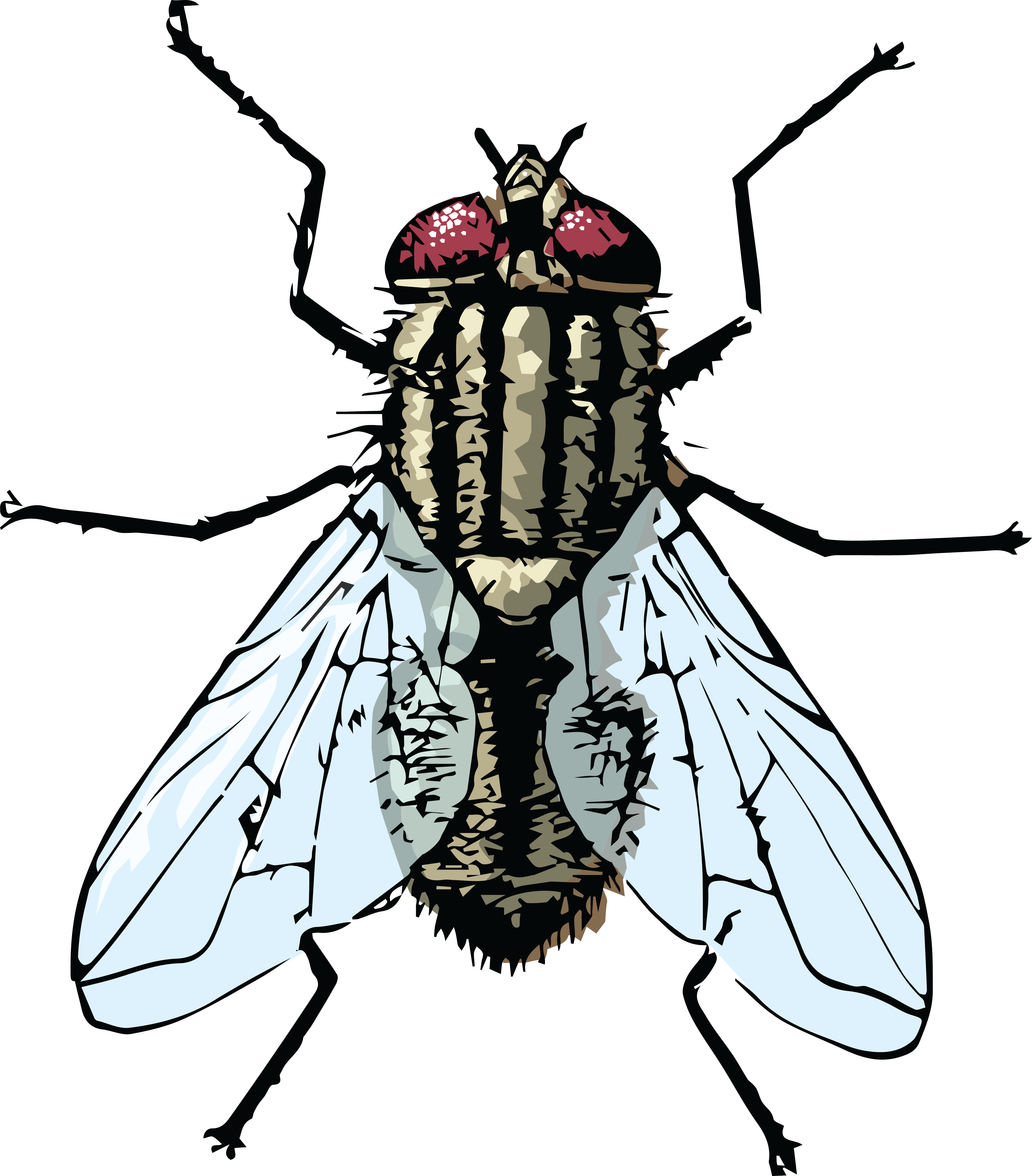 Free Clipart Of A House Fly - Clipart Of A Fly (4000x4560)