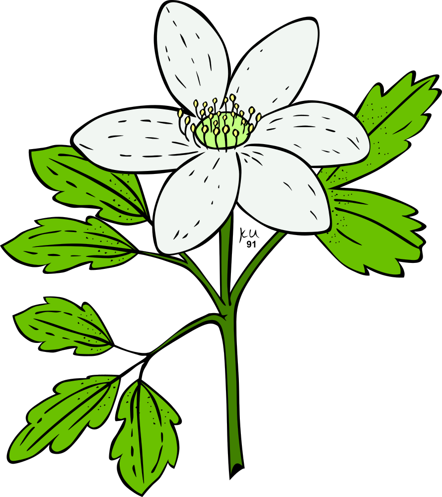 Plant Clipart Clip Art Plants Paint Clipart Tiny - Flowering Plant Clip Art (890x1000)