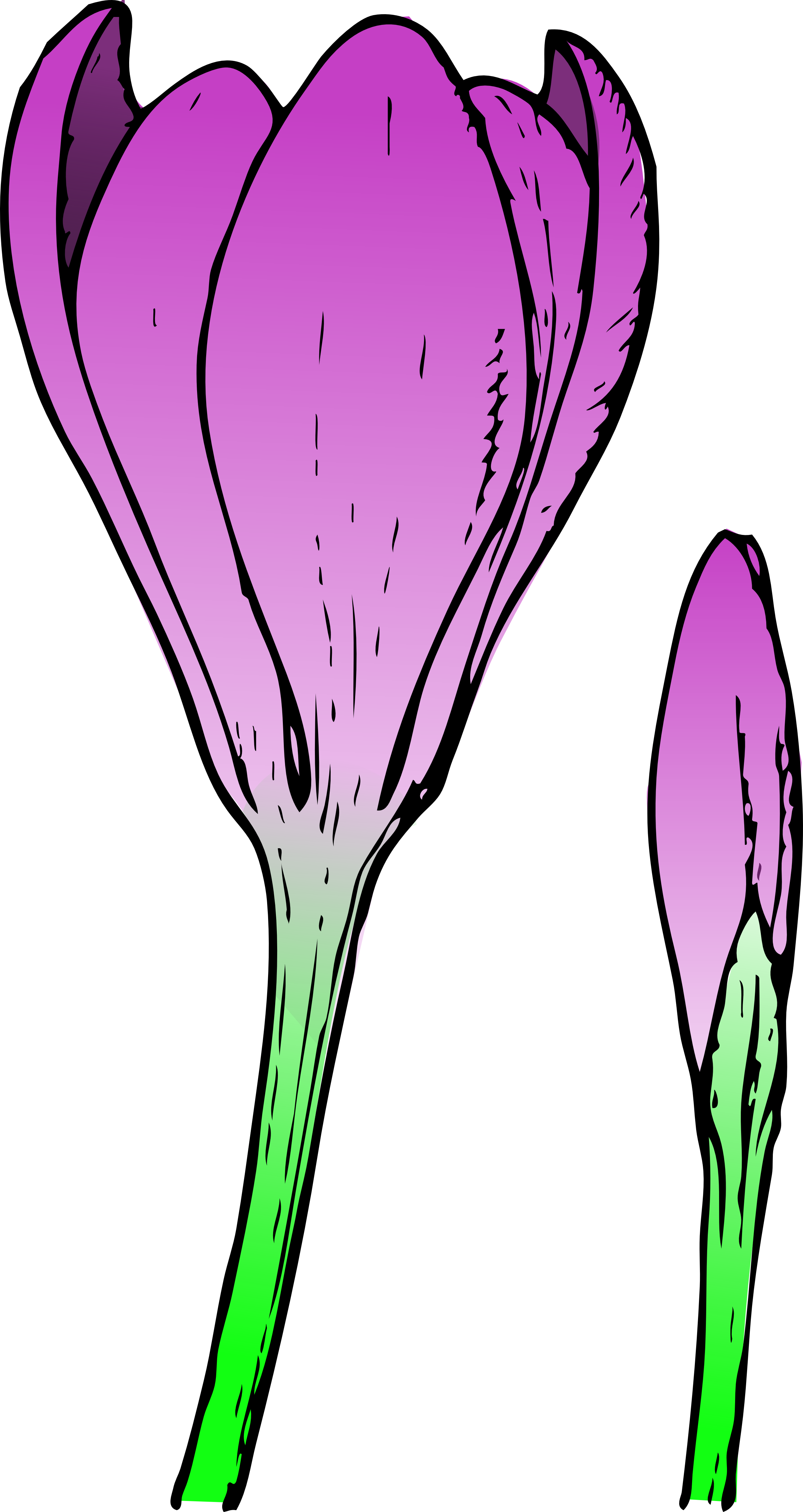 Vacant Clipart Hr Shenanigans Clipart - Crocus Flower (2555x4811)