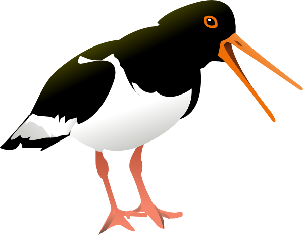 Free Vector Oyster Catcher Bird Clip Art - Oyster Catcher Bird Pillow Case (600x465)