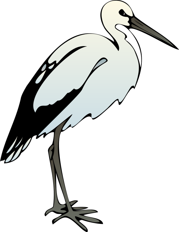 Ibis Bird Clip Art (619x800)