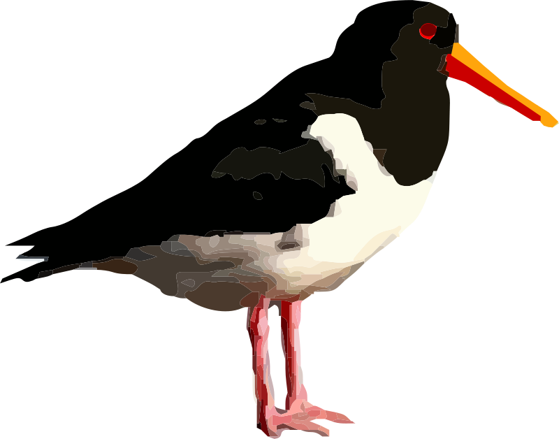 Standing Bird Png (800x628)