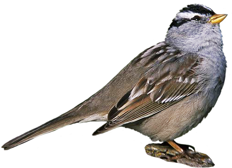Zonotrichia Leucophrys Bird Clip Art - Warbler Png (472x350)