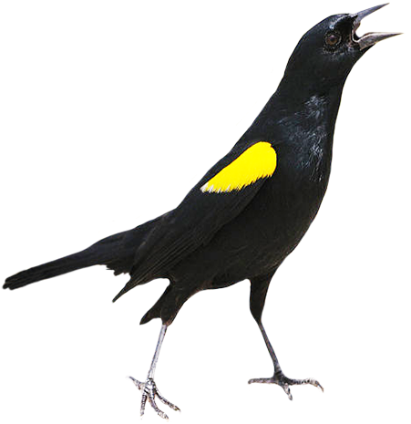 Robin Clipart - Yellow Shouldered Blackbird Gif (472x488)