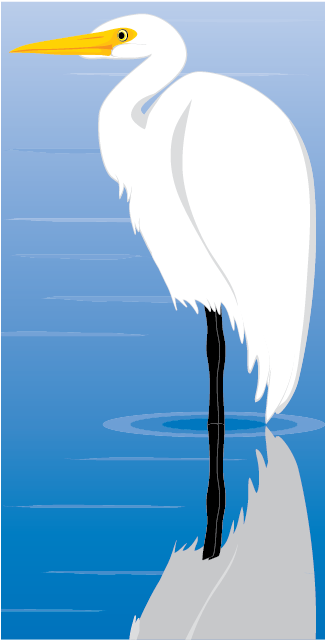 Egret Bird Illustration - Great Egret (612x792)