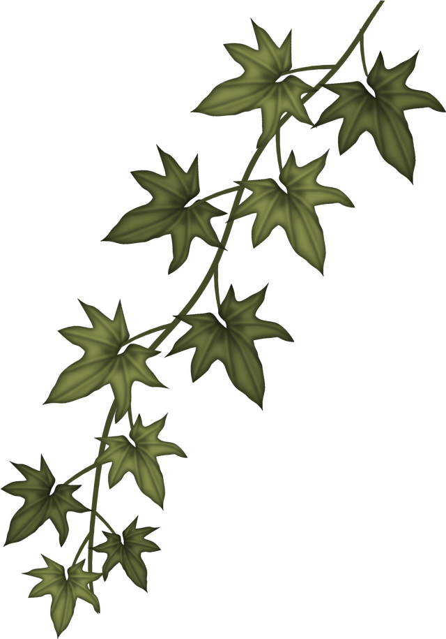 Ivy Clip Art Free Clipartsco - Kuretake Co. Ltd. Scroll & Brush 8 Zig Markers (640x915)