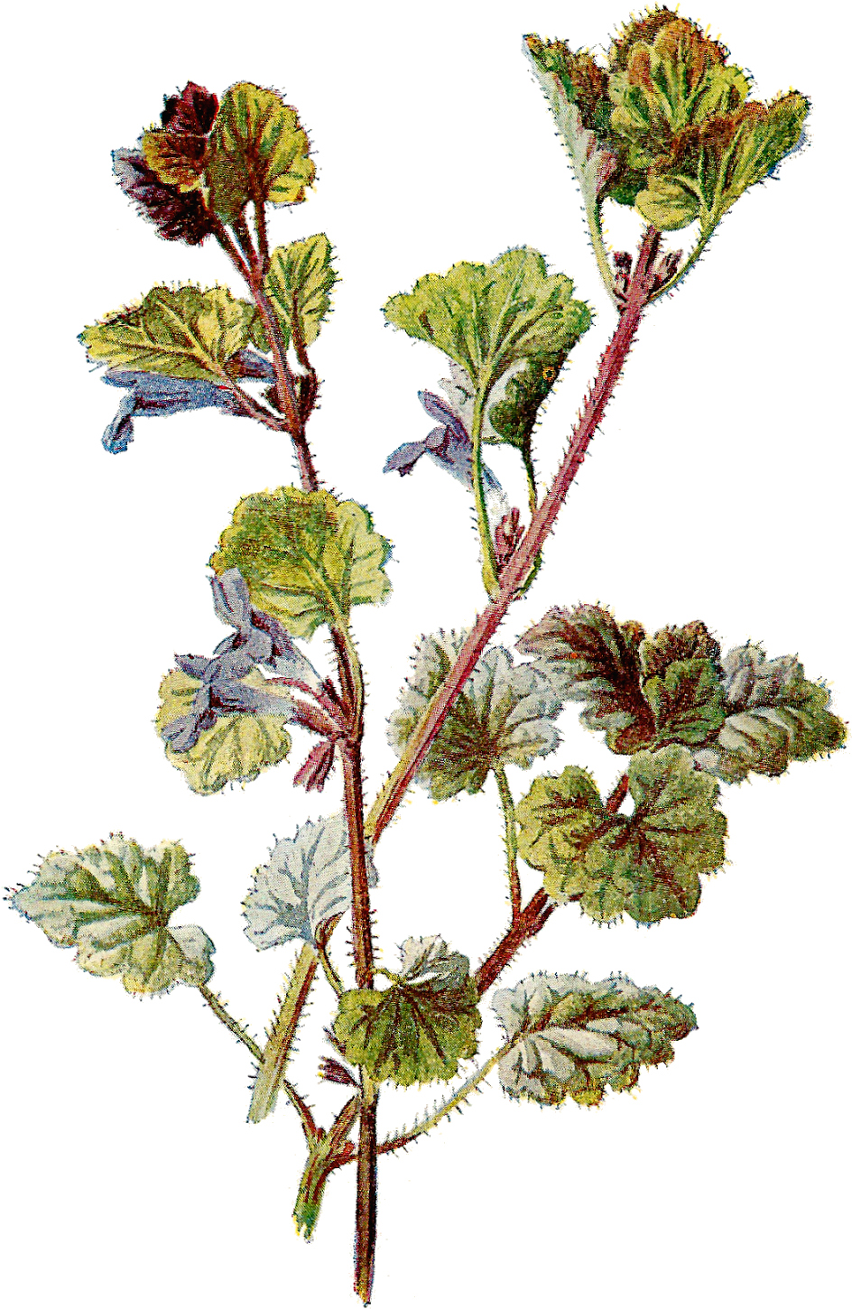 Free Botanical Graphic - Botanical Illustration Png (1100x1600)