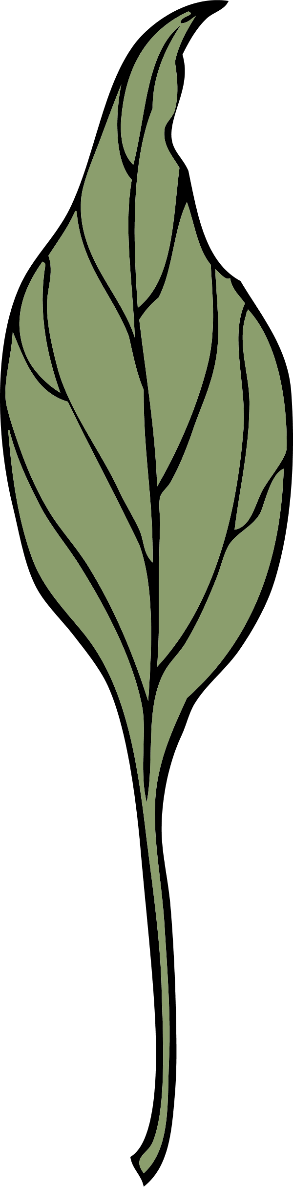 Ivy Leaf - Clip Art (600x2430)