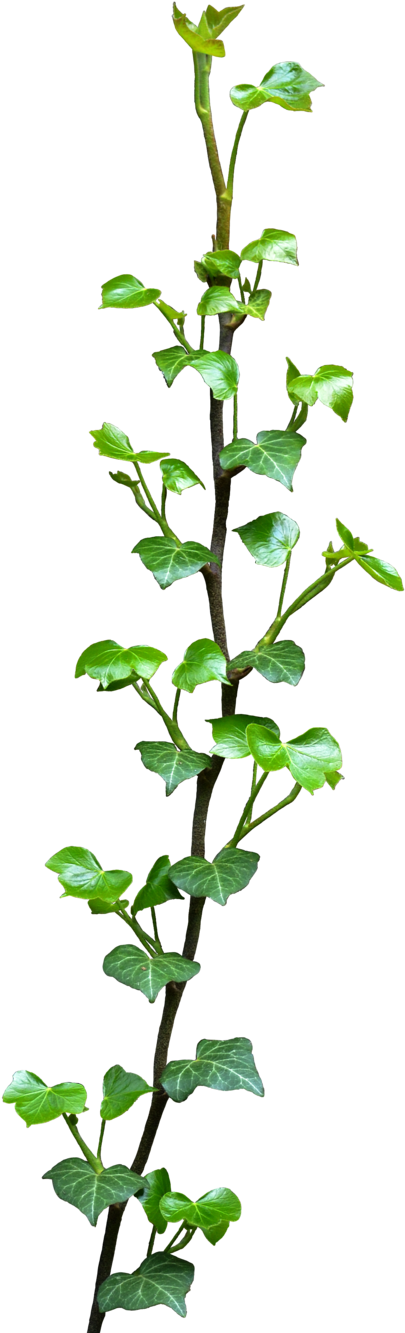 Ivy Png Ivy By Frankandcarystock - Caramelahandmade Rabbit Stud Earrings Bunny Stud Earrings (1024x1500)