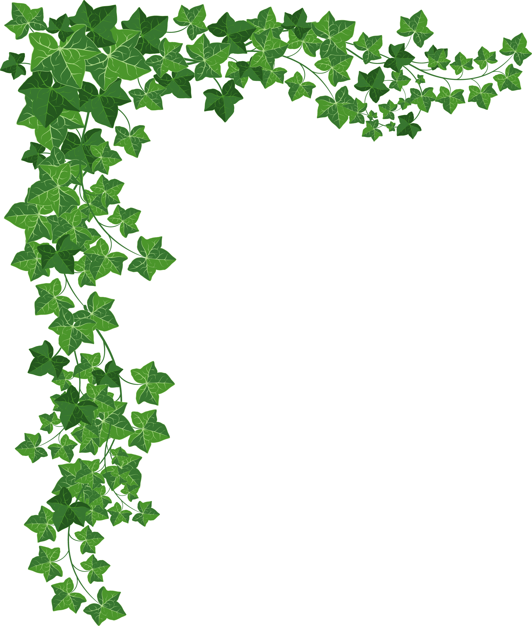 Vines Vector (2104x2476)