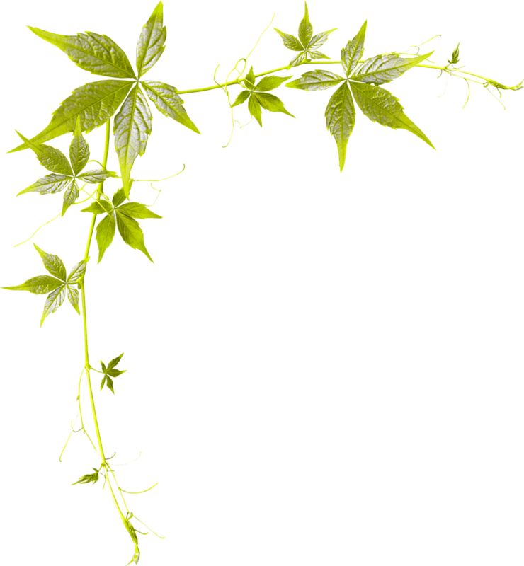 Coins Bordures - Page - Bordure De Page Feuille (740x800)