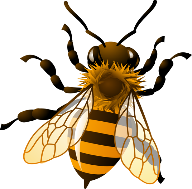 Bee Clip Art - Honey Bee Clip Art (640x631)