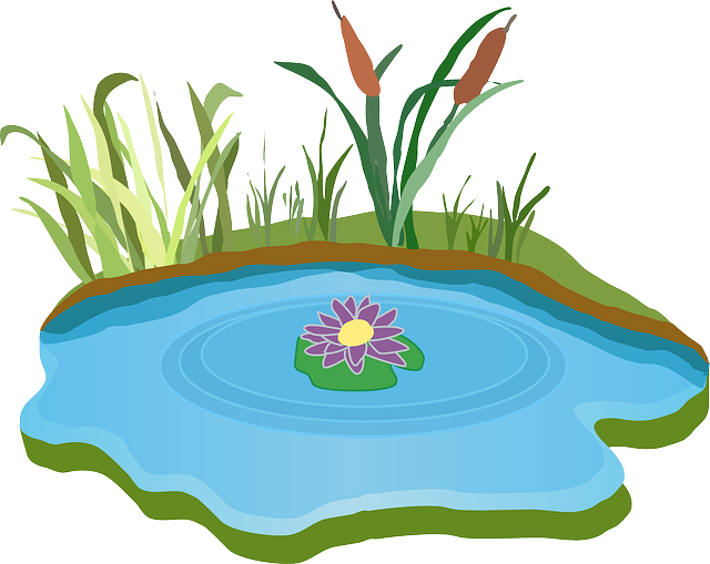 Pond, Water, Outdoor, Grass - Pond Clipart (640x509)