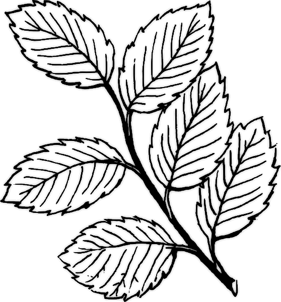Free Clip Art Flowers Black And White - Leaves Coloring Pages (558x600)