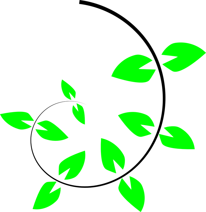 Vine Clipart Climber Plant - Climbing Plant Vector (698x720)