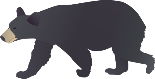 Black Bear Illustration Of Ursus Americanus American - Black Bear Vector Art (501x258)