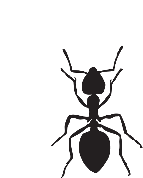 Custom Black Ant Shower Curtain (602x750)