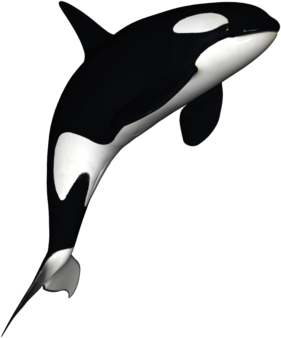 Orca Clipart Free - Killer Whale Transparent Background (1024x1200)