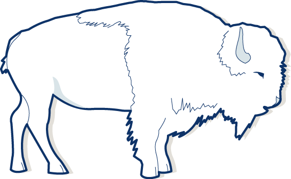 Bison/buffalo - Bison (570x350)