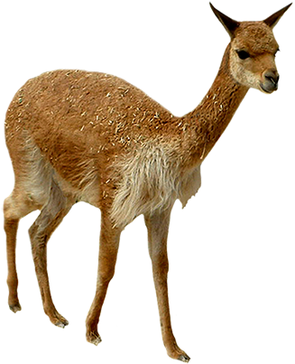 Lama Animal Clipart - Clip Art (343x413)
