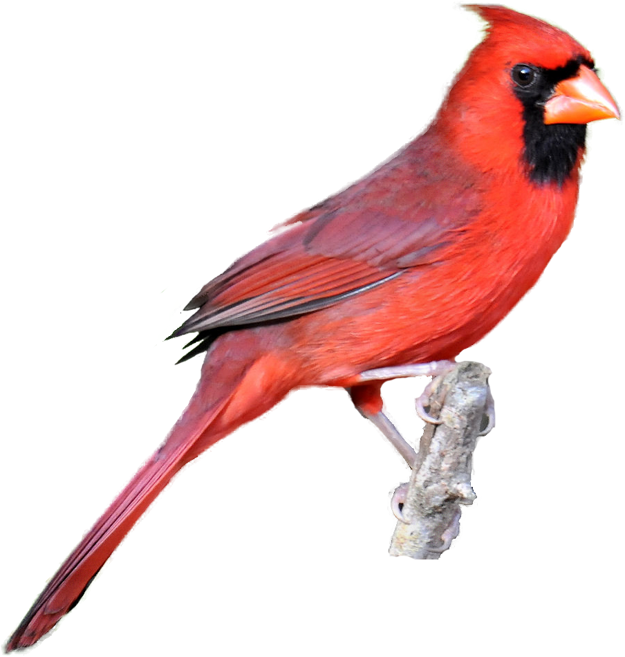 Masked Photograph Downloads - Cardinal Clipart (930x965)