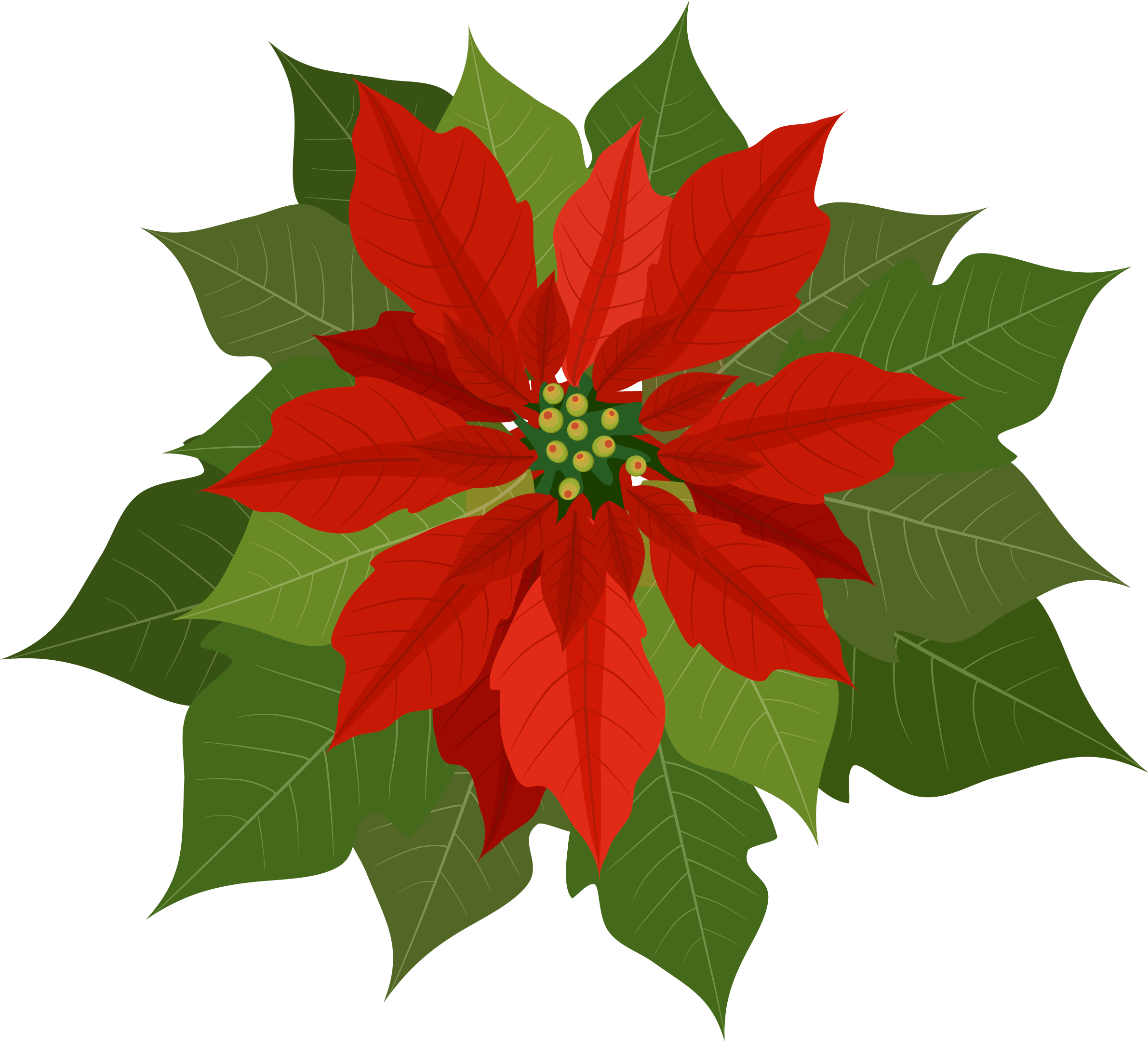 Poinsettias - Poinsettia (2469x2248)