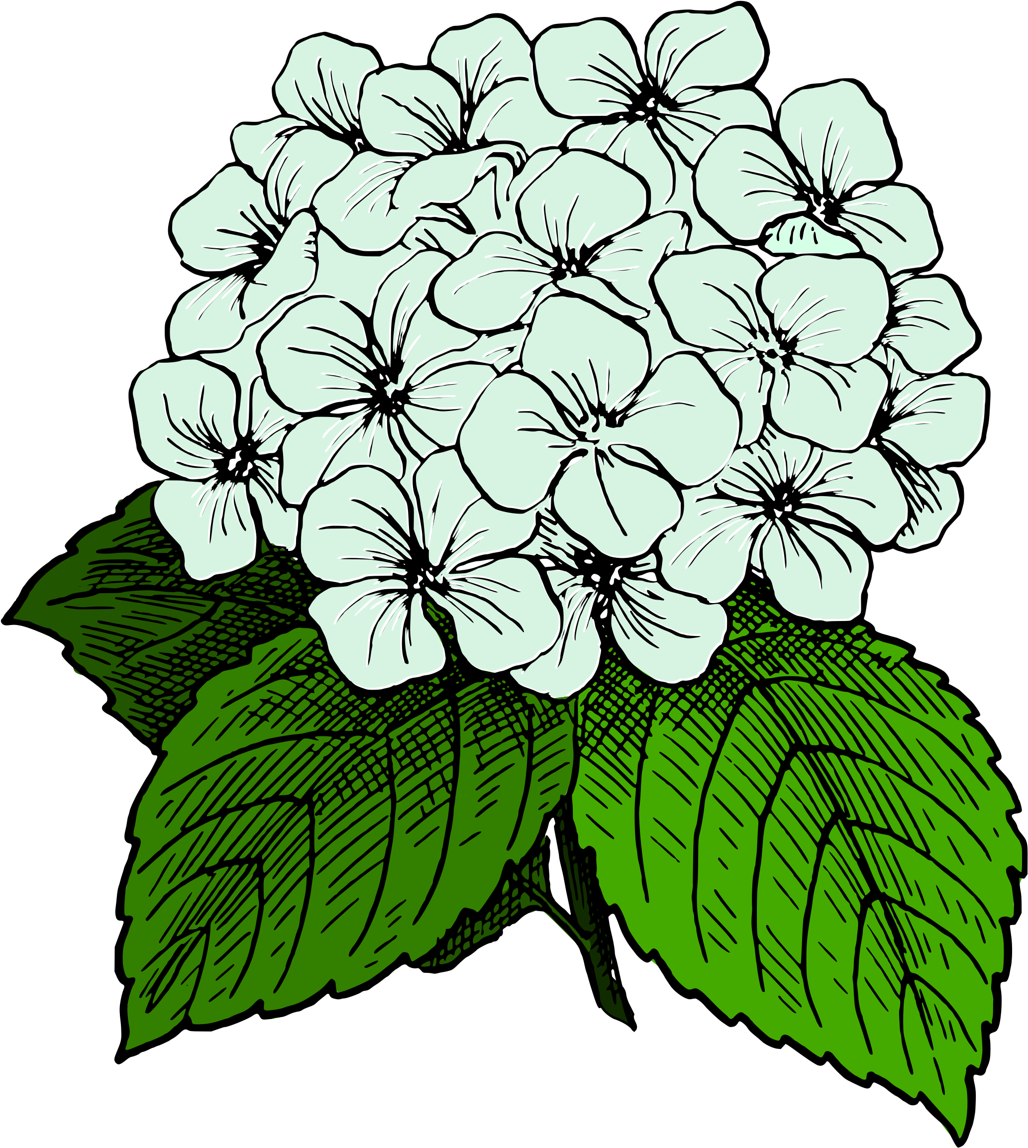 Clipart - White Hydrangeas Clip Art (2159x2400)