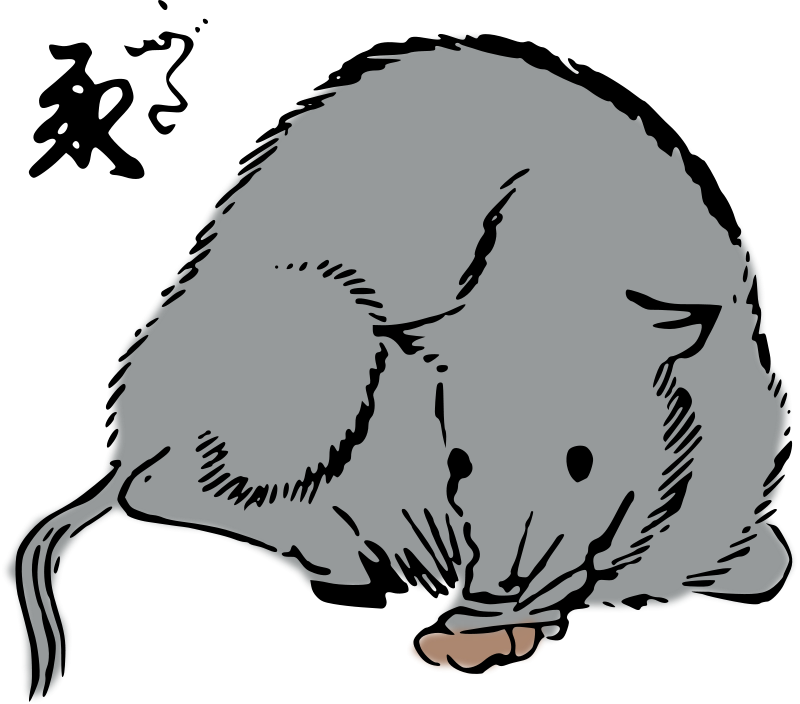 Agu-pig Clip Art Download - Rat (800x704)