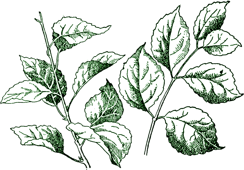 Leaf Clip Art - Leaf Clip Art (1024x718)