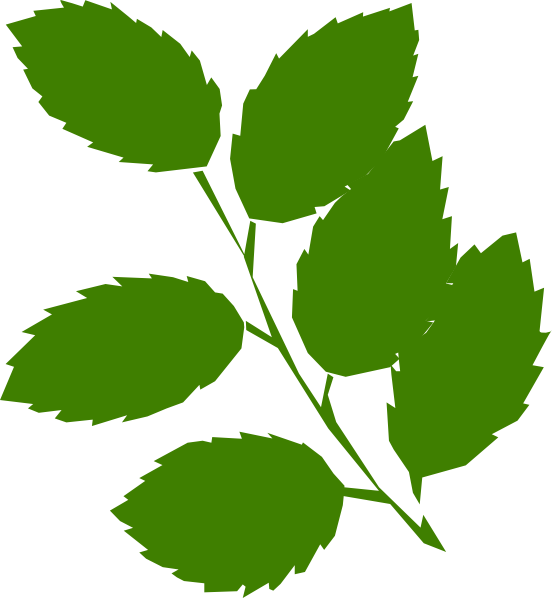Mint Leaves Clip Art (552x598)