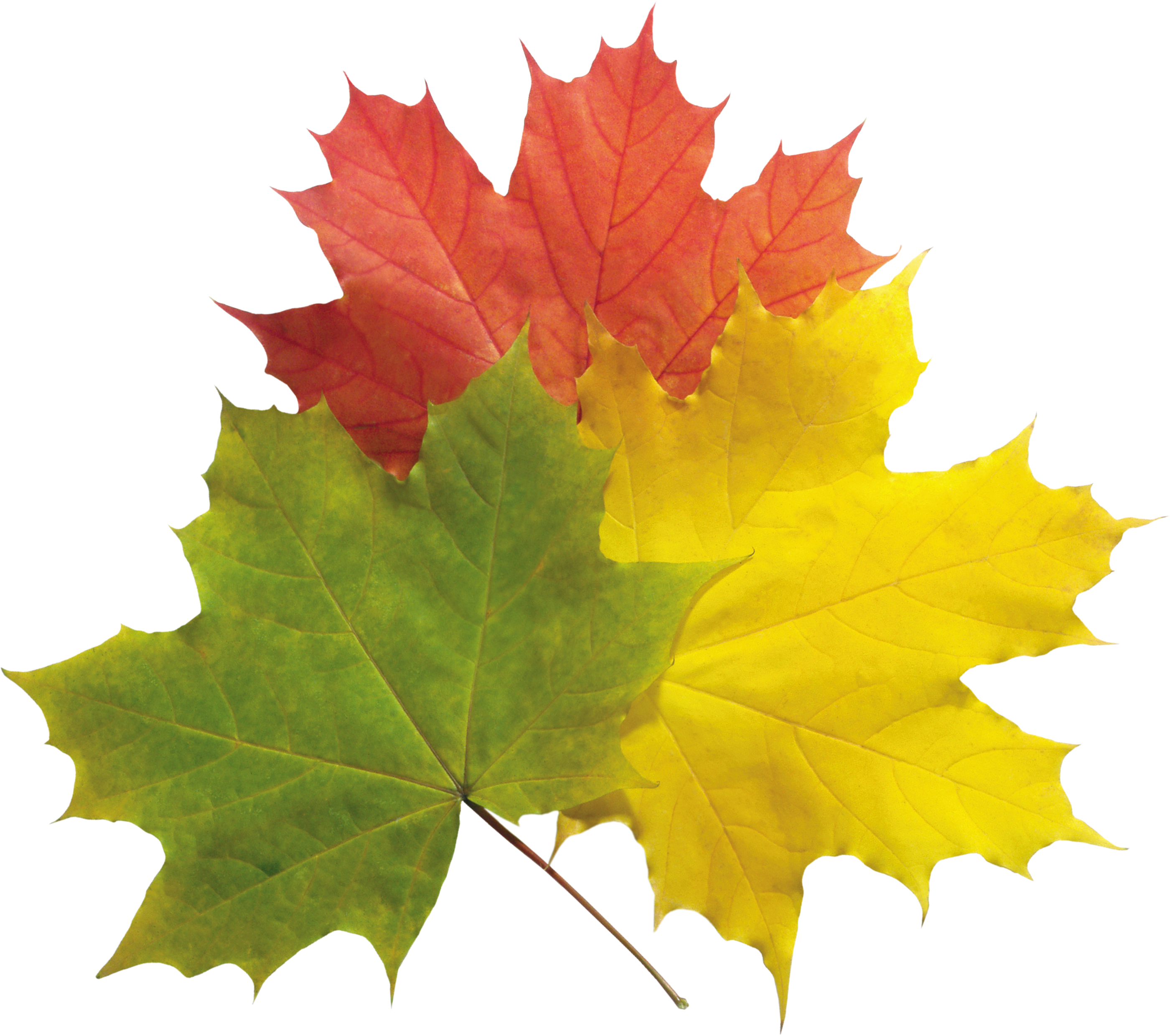 Autumn Png Leaves Pictures Png Images - Portable Network Graphics (2800x2480)