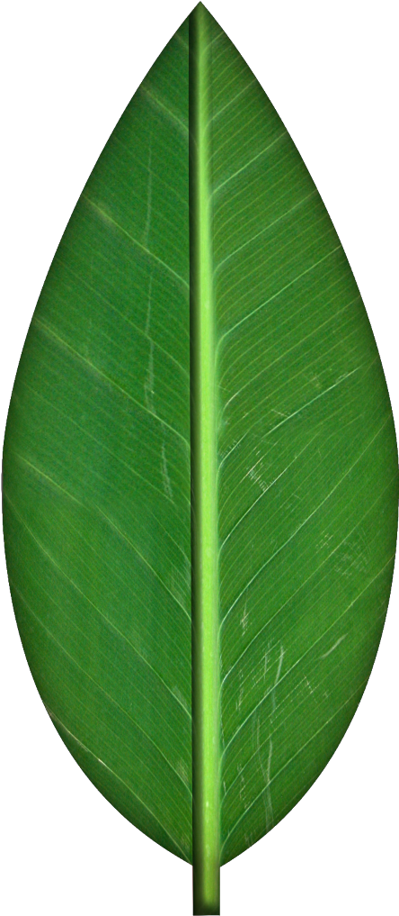 Leaves Transparent Background Clipart - Orange Tree Leaf Png (1024x1024)