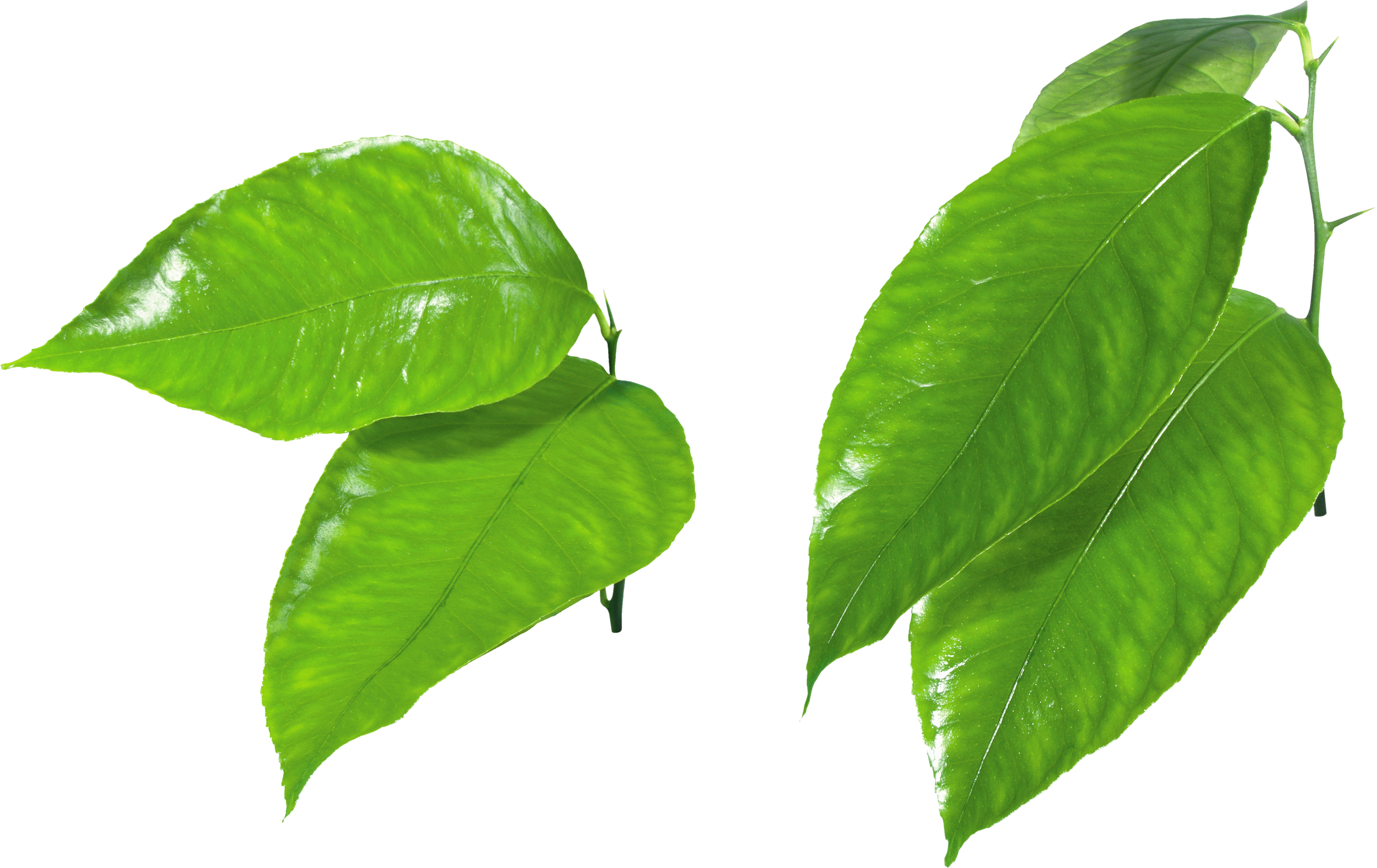 Bunch Ideas Of Green Leaves Forty Two Excellent Green - Bunch Ideas Of Green Leaves Forty Two Excellent Green (3528x2225)