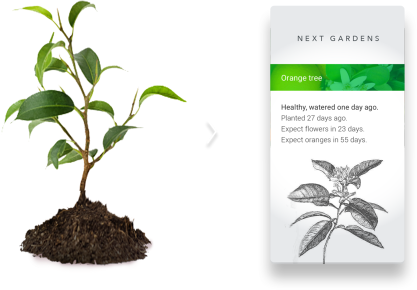 Getting To Know Your Plants Needs And Getting The Most - Houseplant (1000x639)