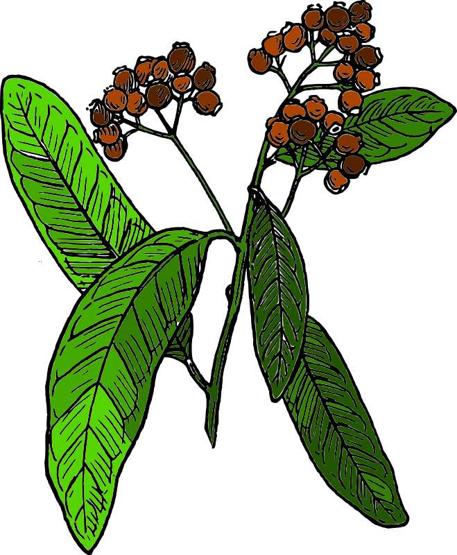 Free Allspice - Arbol Pimienta De Jamaica (659x800)
