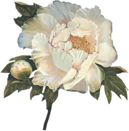 Textile Prints, Tube, Decoupage, Getting To Know, Blossoms - Reproduction D'art Plum Peonies 2 Par Gloria Eriksen, (444x452)