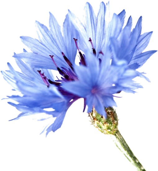 Cornflower Blue Blossom Flowers Meaning - Cornflower Png (600x628)