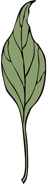 Drugs Leaf, Plant, Vine, Ivy, Vegetation, Herb, Drugs - Vegetation (320x640)