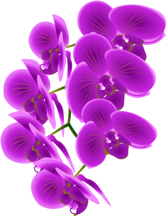 Orchid Clipart (566x800)