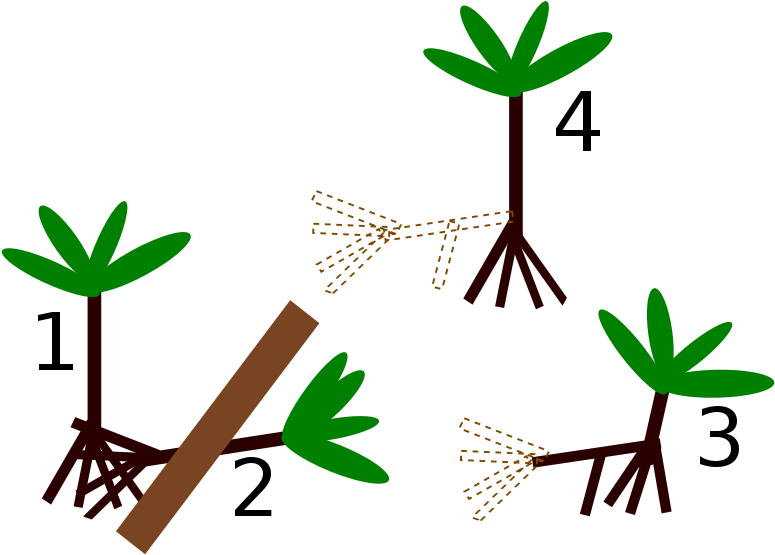 Socratea Exorrhiza Diagram - Walking Trees Time Lapse (800x566)