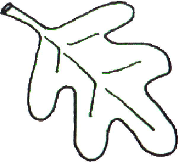 Clip Art - Oak Leaf To Color (600x600)